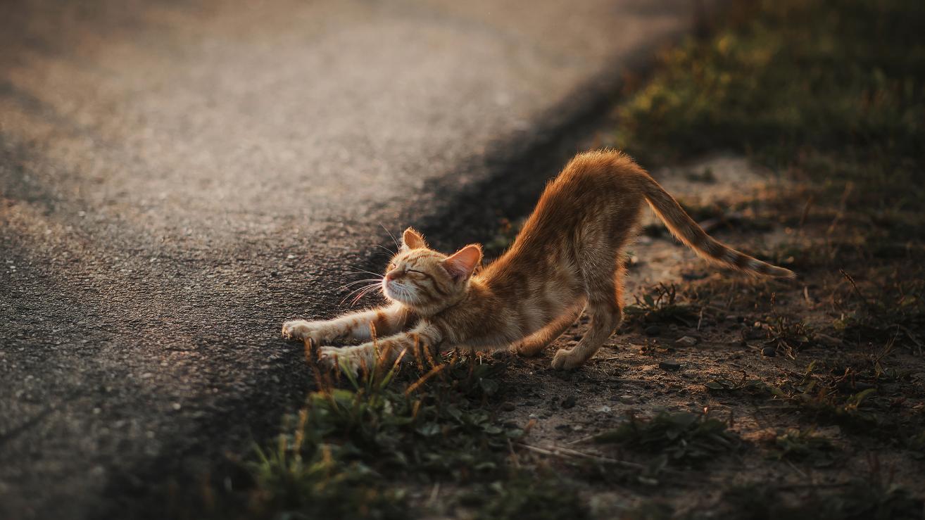 漫画家|《少女漫画》的恋爱有什么不同?