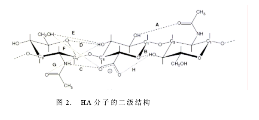乙酰壳糖胺对皮肤透明质酸合成有作用吗?