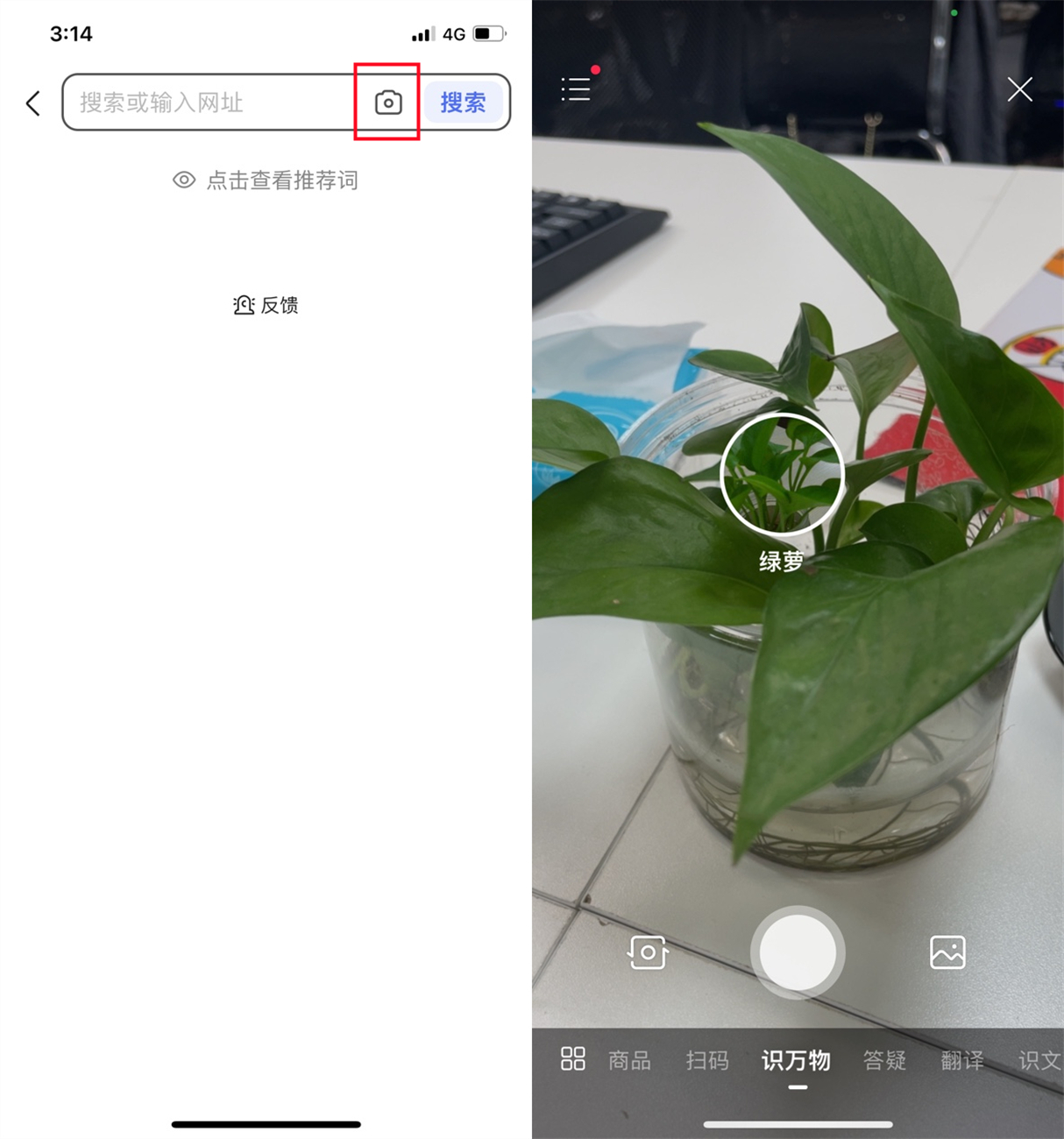 富士康|拍照识别植物软件app哪个好?这3个工具可以增加你的知识储备