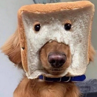 面包狗