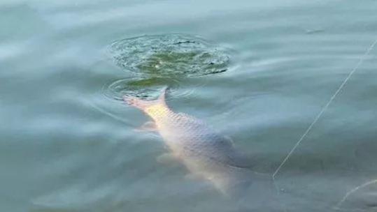 饵料|小白钓鱼度过以下难关，你就逐渐变成高手