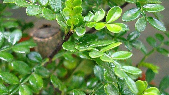 煎饼|春天，遇见这叶子多摘点，养肝降春燥，随手烙成煎饼吃真香！