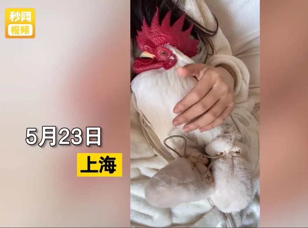 牧风芳华 女子养只宠物鸡，生病后送医院治疗，一天就花费二千元，网友却说值