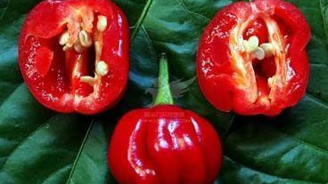 07年的世界第一辣的辣椒，吃上一口会是什么感觉舌头会炸开花吗?