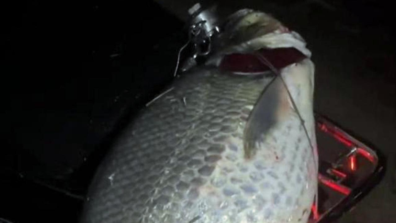 广东省|广东一男子户外夜钓，意外收获1.4米的巨型翘嘴鱼，网友：运气好