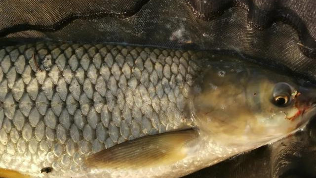 |草鱼是钓底还是钓浮？别被大师带偏了，野钓要这样做才不会空军