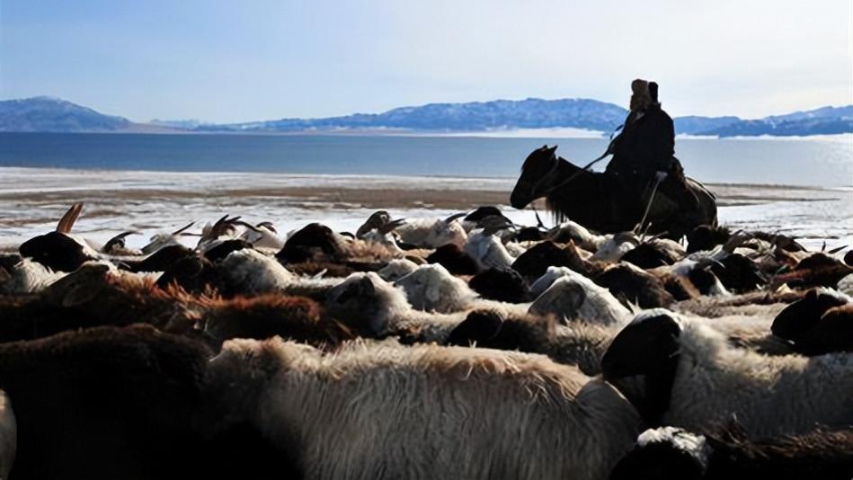 科罗拉多大峡谷|西藏牧民3次救下雪豹，为报答牧民恩情，雪豹守卫羊群勇斗狼群