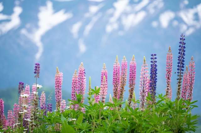 华为鸿蒙系统|腾龙终于有尼康Z口镜头了，70-300长焦将上市，不过竟没防抖