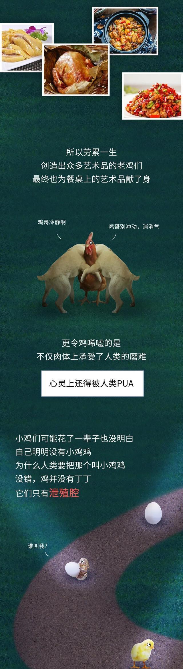 漫画|做一只“鸡”，到底有多累？一组漫画体会，你或许想象不到