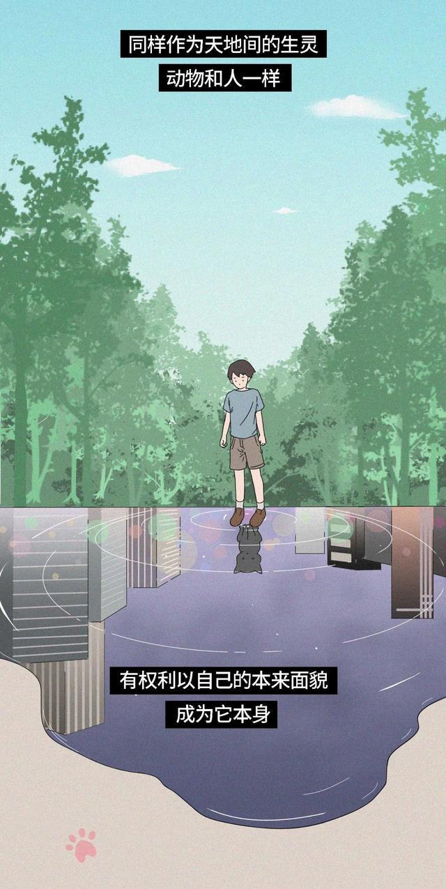 acgn漫评|“我逃过了虐猫者，却没逃过这场手术！”（漫画科普）看完好心疼