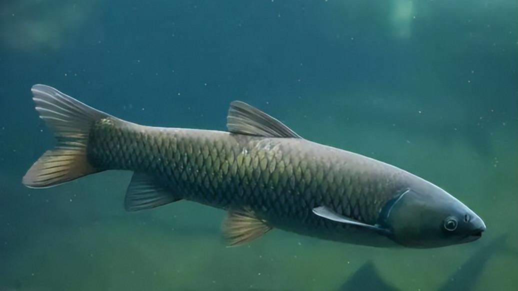 饵料|衔着“宝石”的青鱼，曾为四大家鱼之首，现在为啥沦为工具鱼？