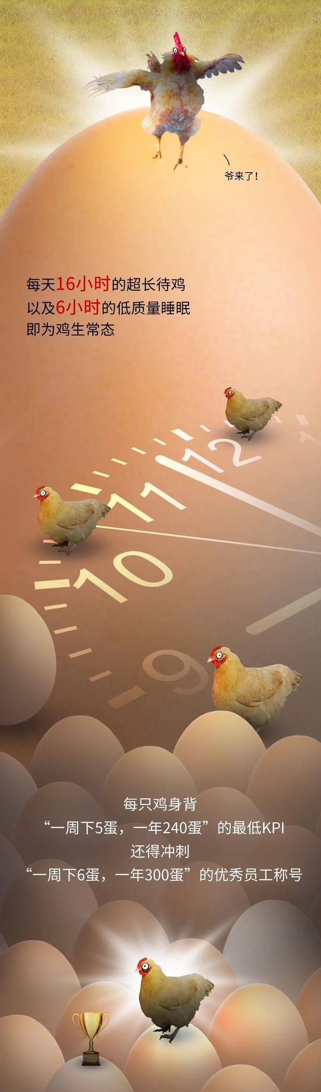 漫画|做一只“鸡”，到底有多累？一组漫画体会，你或许想象不到