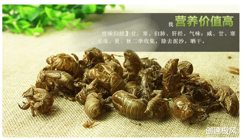 疯狂的知了猴:美国泛滥300亿只,在中国卖1~2元一只却依旧供不应求