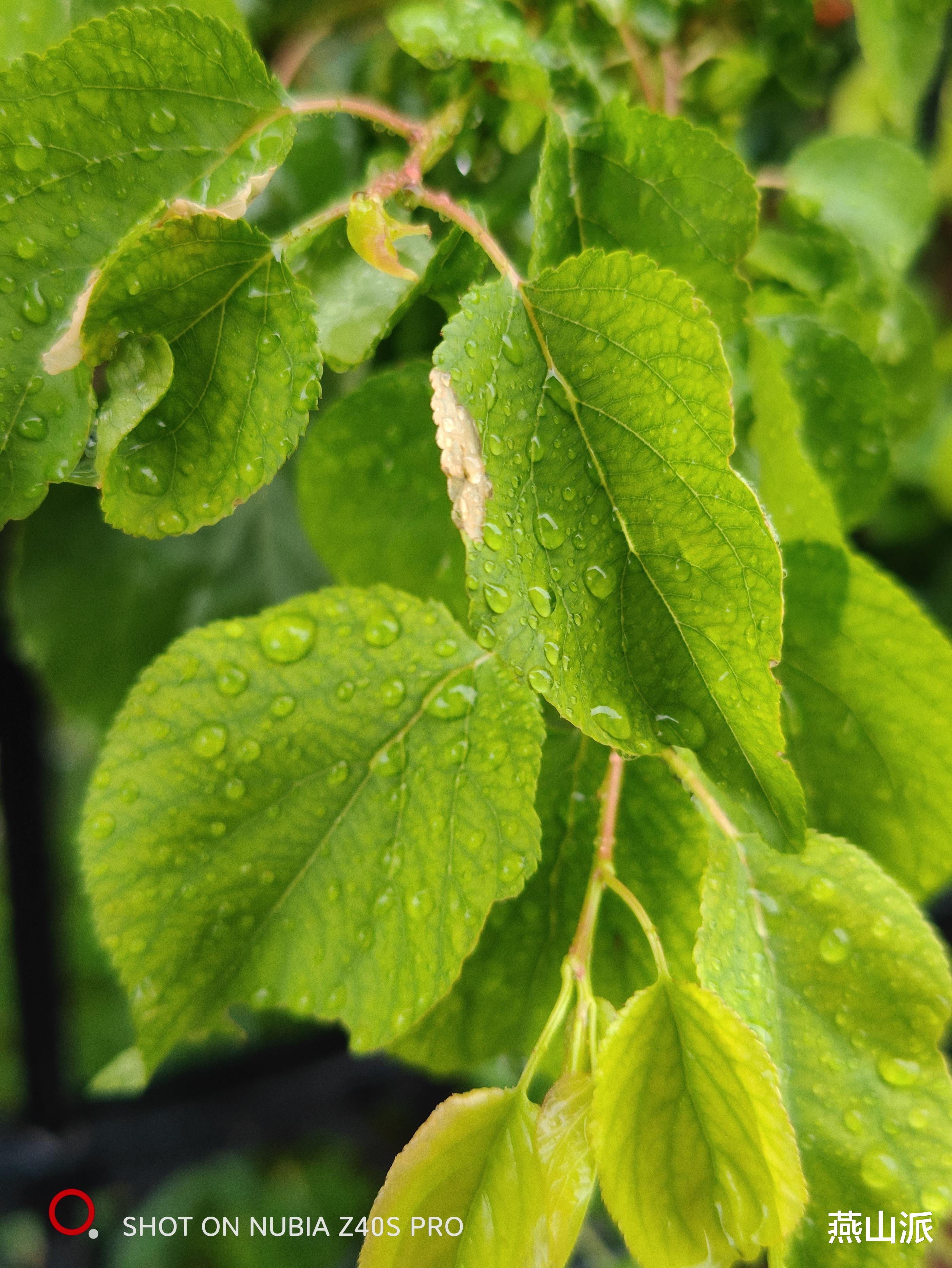 华为mate|努比亚Z40S Pro首发上手评测:骁龙8+有些冷静,拍照更是大惊喜