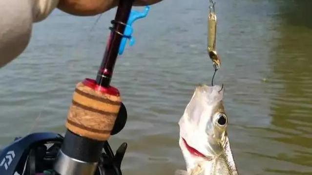 邛海|四川邛海翘嘴鲌泛滥，当地欲征集200人钓捕，天价钓费遭质疑