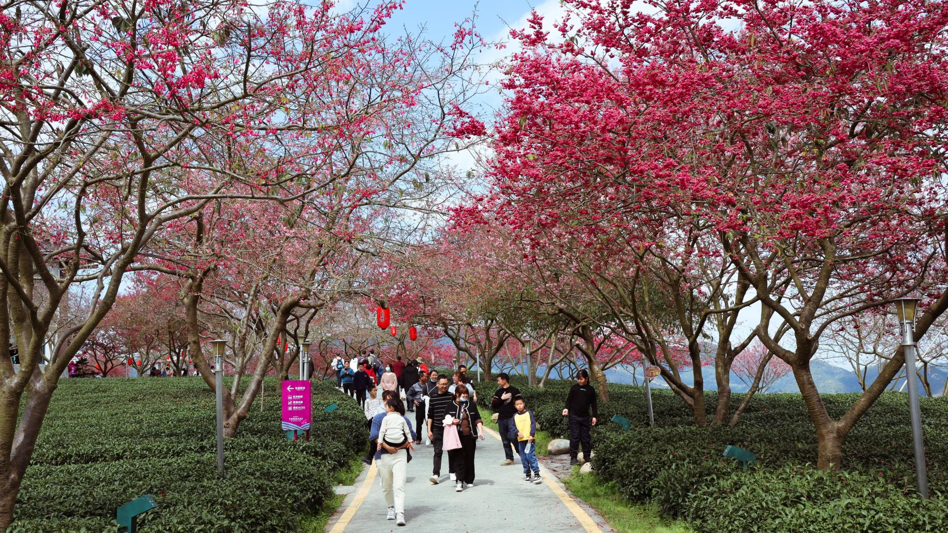 徽州|春日赏樱｜福建这个地方的樱花竟然上了国家地理杂志