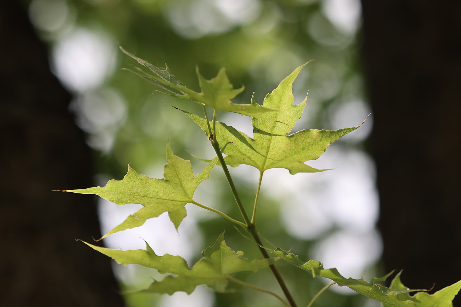 键盘|微距对垒，佳能RF口85微距，对阵尼康Z口50微距，谁表现更好？