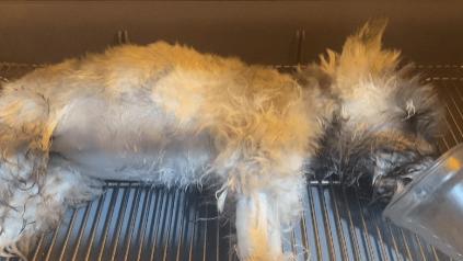 狗狗误食布洛芬多器官衰竭抢救无效离世，宠物医生：吃了约6粒！