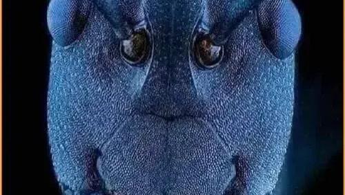 这是电子显微镜下蚂蚁的脸，有没有什么想说的？细思极恐啊