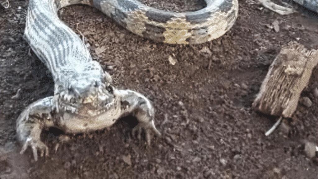 卸妆|“是青蛙劈了腿，还是小蛇出了轨？”救救我！