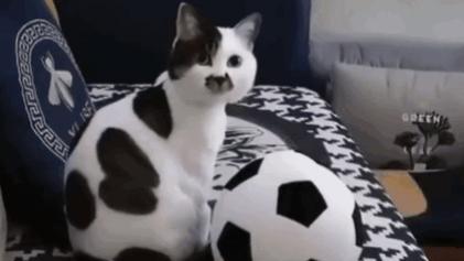 因世界杯爆火的足球猫，长得太球里球气了！网友质疑主人染色