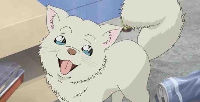 安室透|名侦探柯南:零的日常第5话剧照,安室透收养哈罗,卡迈尔登场