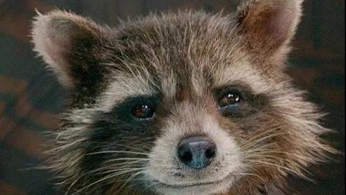 浣熊|《银河护卫队3》火箭浣熊可能牺牲，反派是火箭浣熊的“父亲”