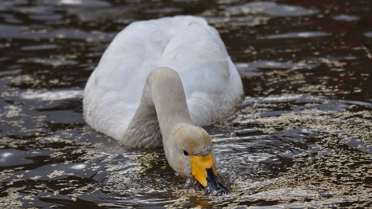 香菜|父亲在火锅里下香菜后，老公当场下桌，食性不同的婚姻，怎么包容
