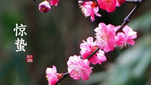 荠菜|惊蛰到，这5道汤要常喝，每天换着吃，防春燥健脾胃，全家都适合