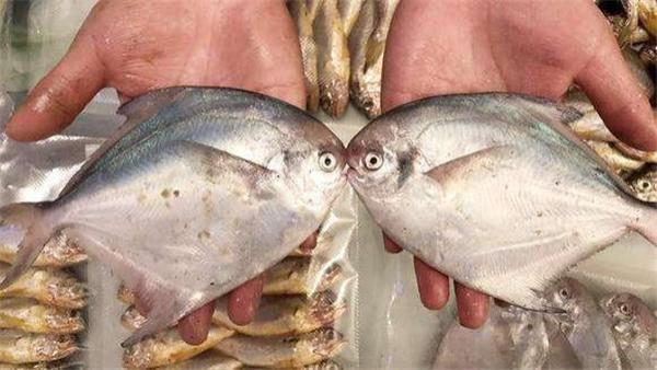 |你吃过海洋的“豌豆公主”吗？世界上最难养又好吃的鱼，非它莫属