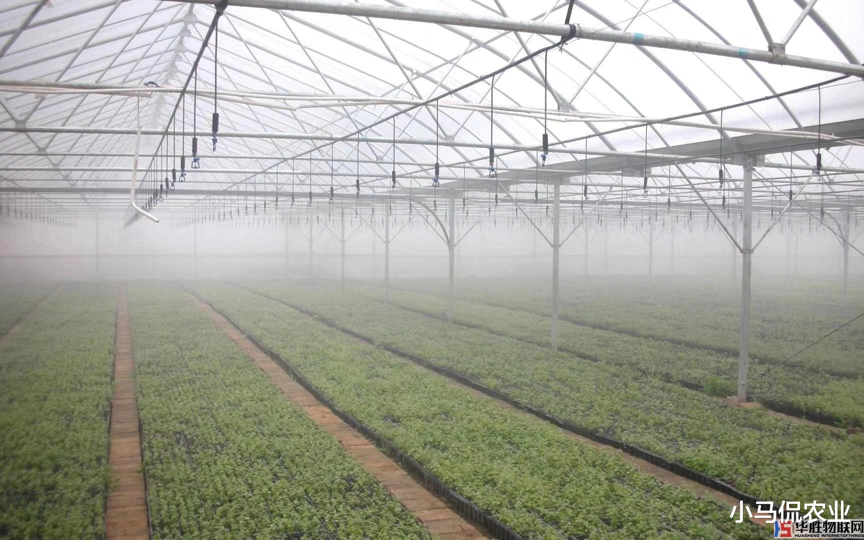 荣耀|国产智能大棚总成本比国外低80%，一部手机无人管理，效益提升8倍