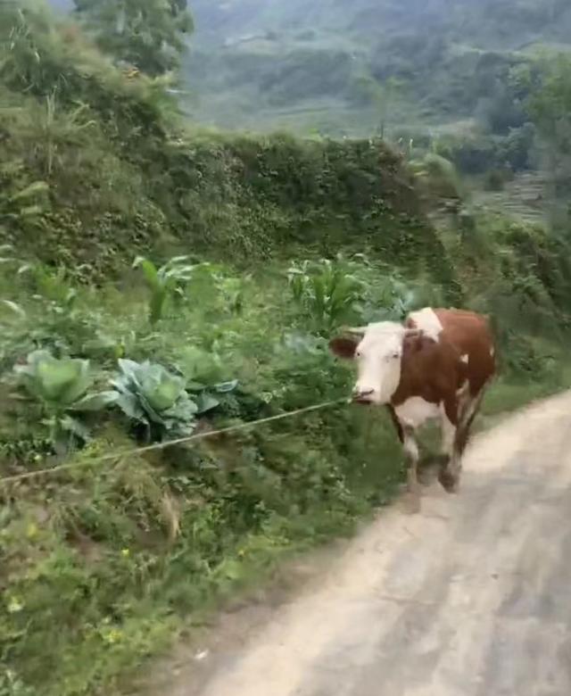 acgn漫评|男子崇拜奥特曼，就连去帮父亲放牛，都把自己打扮成奥特曼的模样