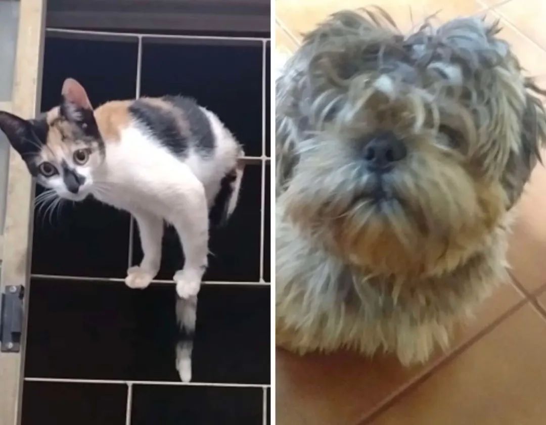 铲屎官 狗子美容回来，猫咪惊了：这谁？铲屎官指定是接错狗了！