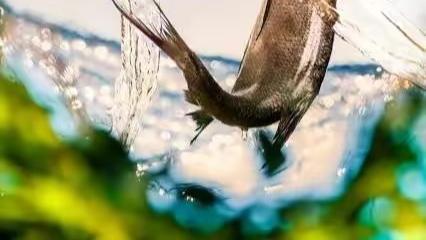 朝鲜|钓鱼有口却打不上来，原来是这里出现了问题