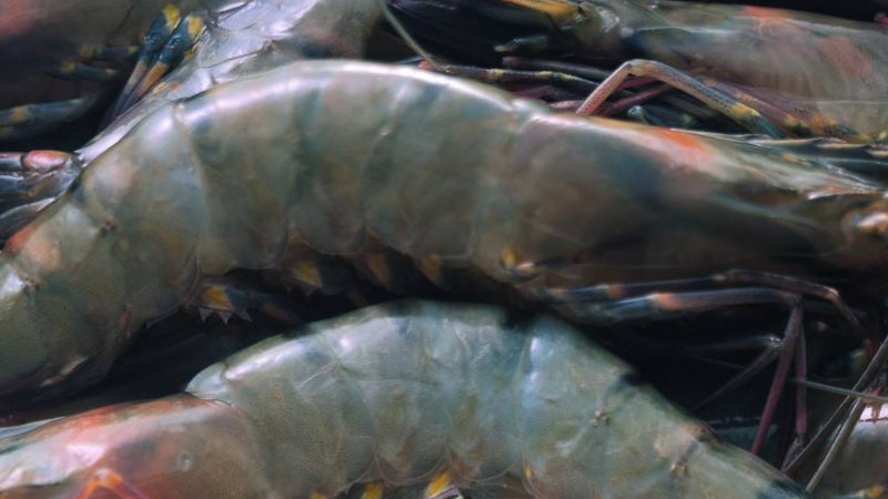 |海鲜是很多人都难以抗拒的，尤其是鲜虾的美味