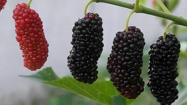 大蒜|一味抗癌中药——桑椹，药食两用，功效滋阴补血、生津润燥