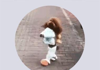 acgn漫评|那些让人惊艳的照片背后,动物们都付出了哪些“代价”?(漫画)