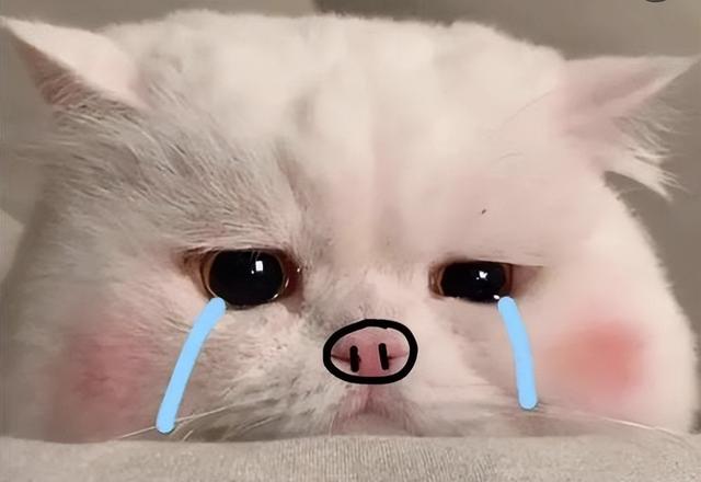 |苹果摊上大事了,iPhone12和13或全面下架