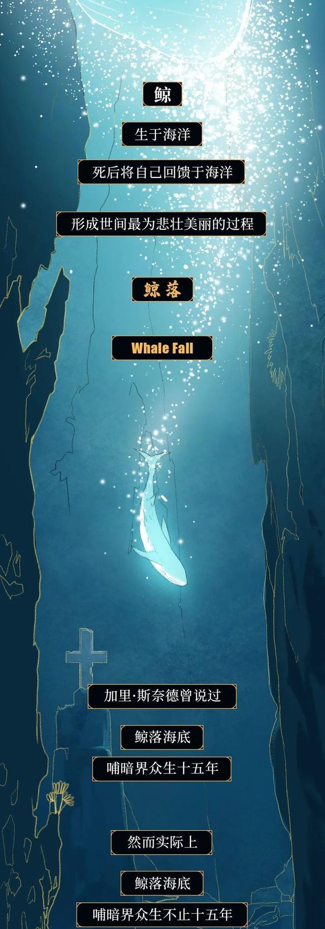 鲸鱼|“抹香鲸”死后,尸体会经历什么?漫画诠释:一鲸落,万物生!