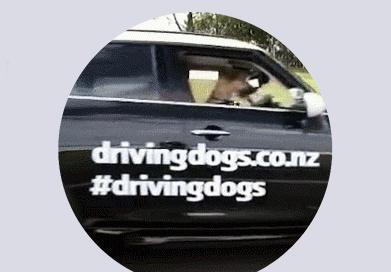 acgn漫评|那些让人惊艳的照片背后,动物们都付出了哪些“代价”?(漫画)