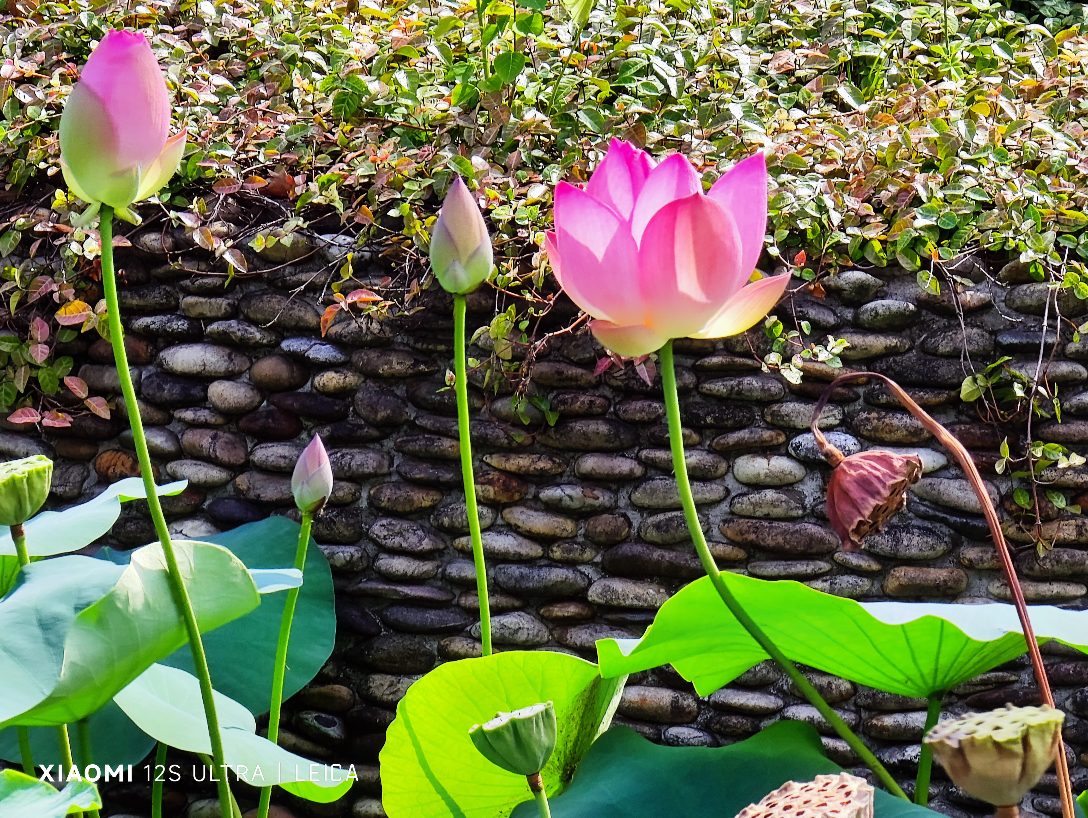 小米科技|从小米4到小米12ultra：1英寸底的摄像头拍不出304不锈钢的美！