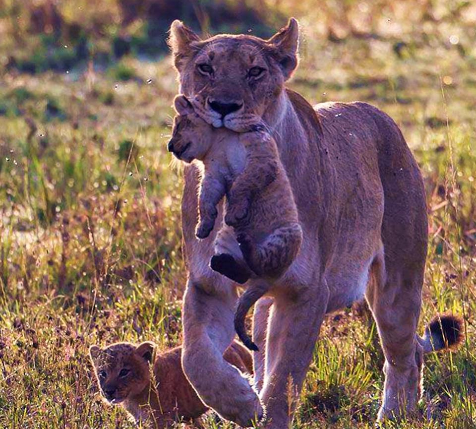 为什么动物生育后代那么轻松, 人类分娩时却疼得撕心裂肺?