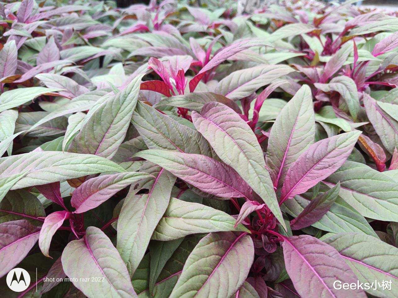 摩托罗拉|moto razr 2022折叠屏手机好用不?体验数周,这几点有必要告诉你