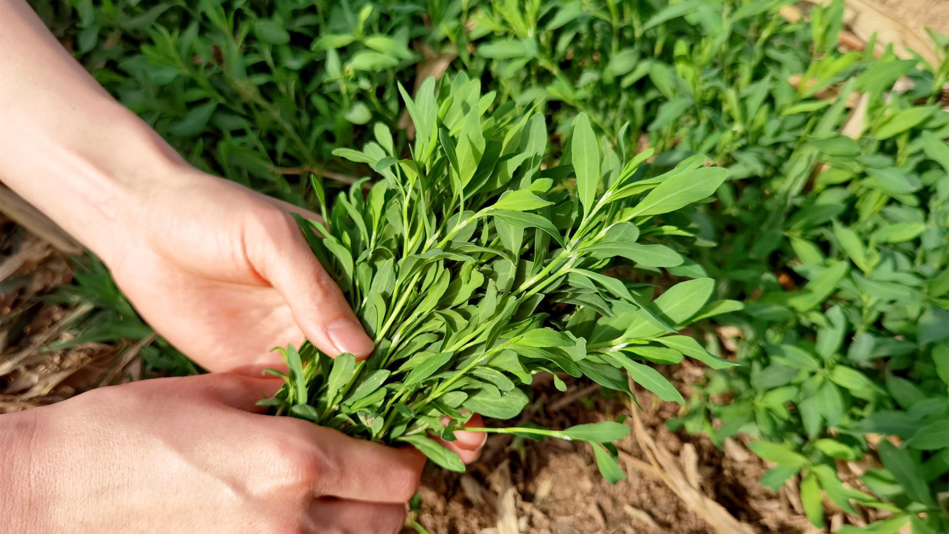 花菜|荠菜、蒲公英靠边站，5月抓紧吃这菜，鲜嫩美味，可惜很多人当草
