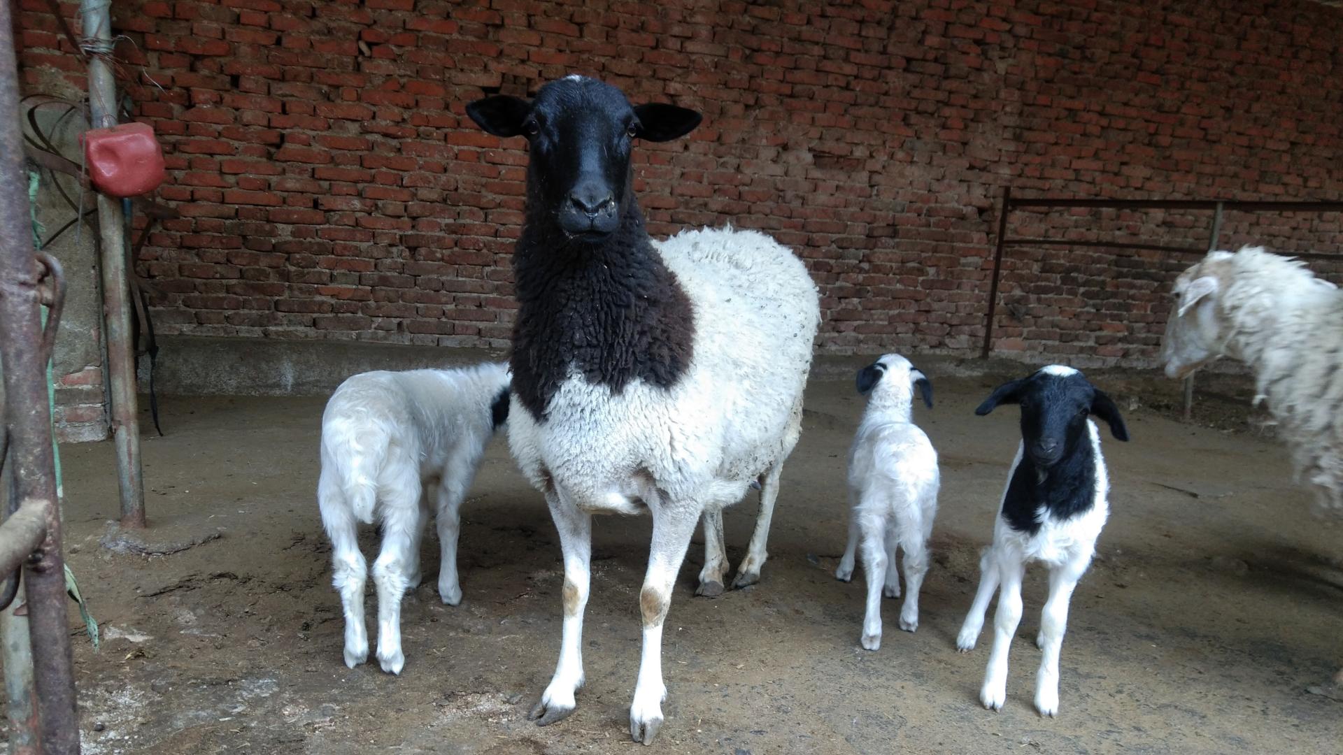 医院|僵羊如何调理？分享几个切实有效的方法，有没有用试过就知道了