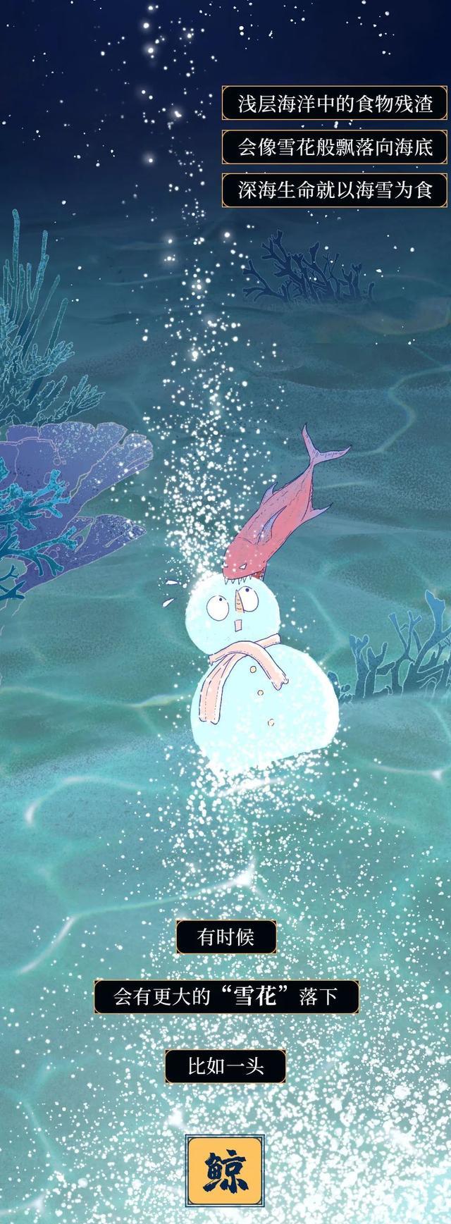 鲸鱼|“抹香鲸”死后,尸体会经历什么?漫画诠释:一鲸落,万物生!