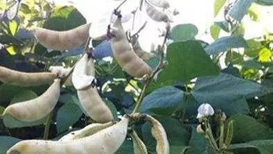 蔬菜中的健脾第一名，烧、炖、炒都好吃！