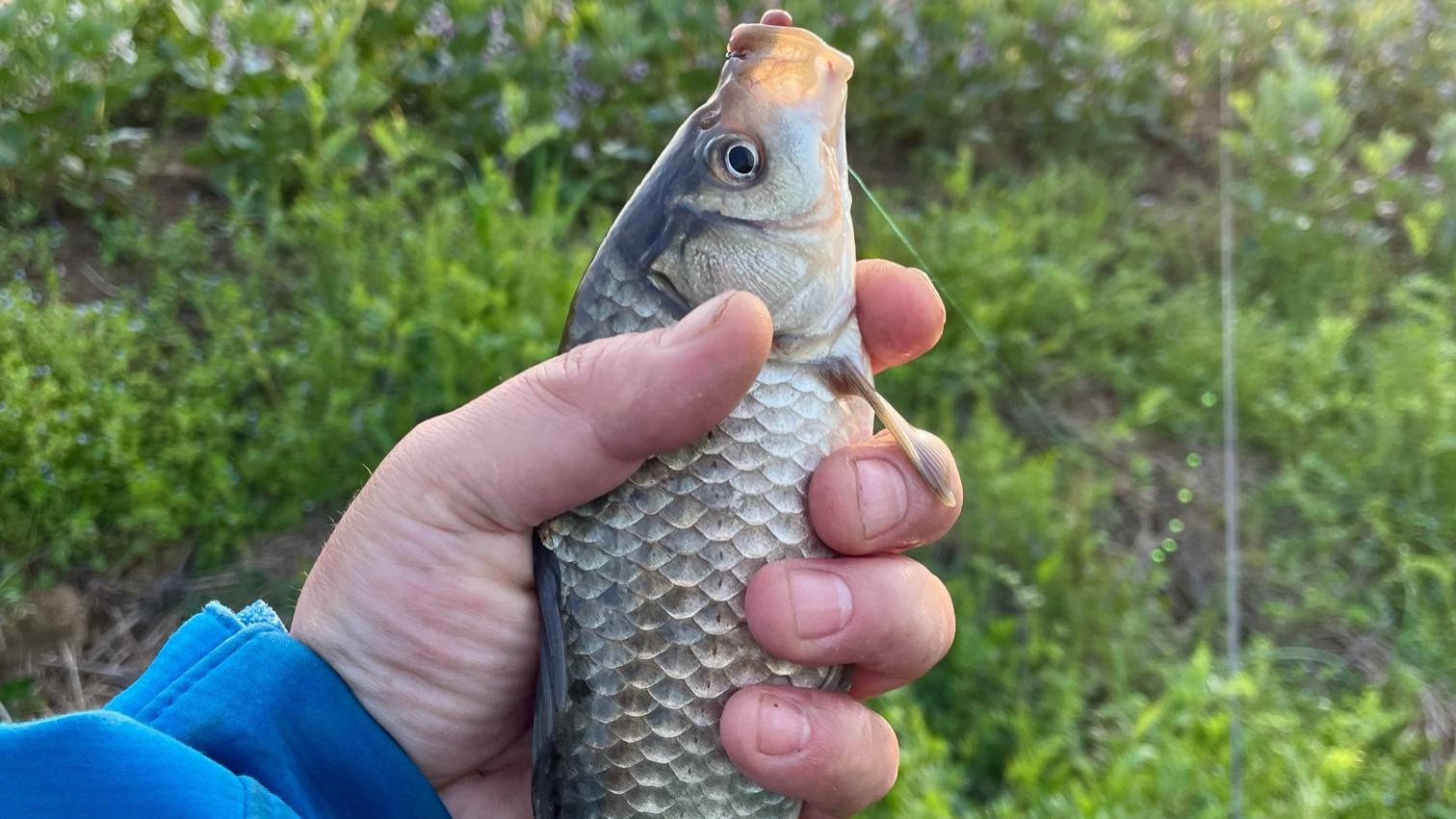 饵料|渔乐杂谈：怎样才能多钓鱼、钓好鱼