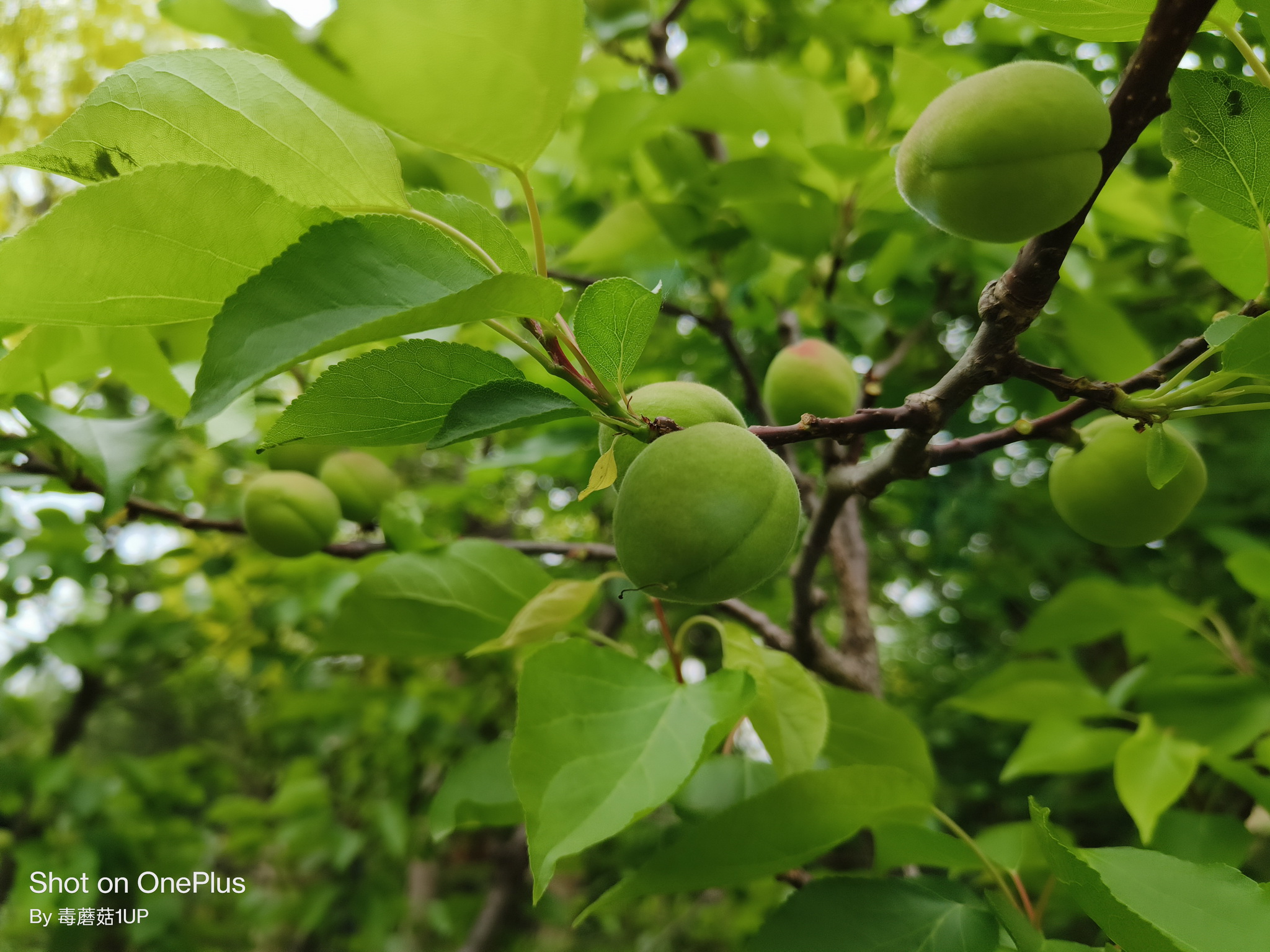 一加科技|一加Ace 购机报告:不完美,但这就是我想要的手机