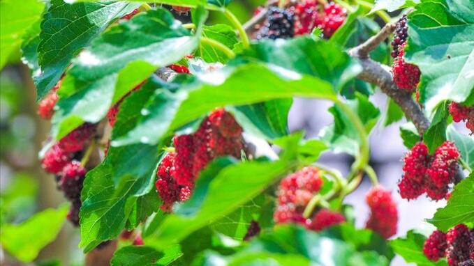 素菜|春末夏初，宁可不吃肉也要吃这菜，鲜嫩营养高，随手一拌，真好吃